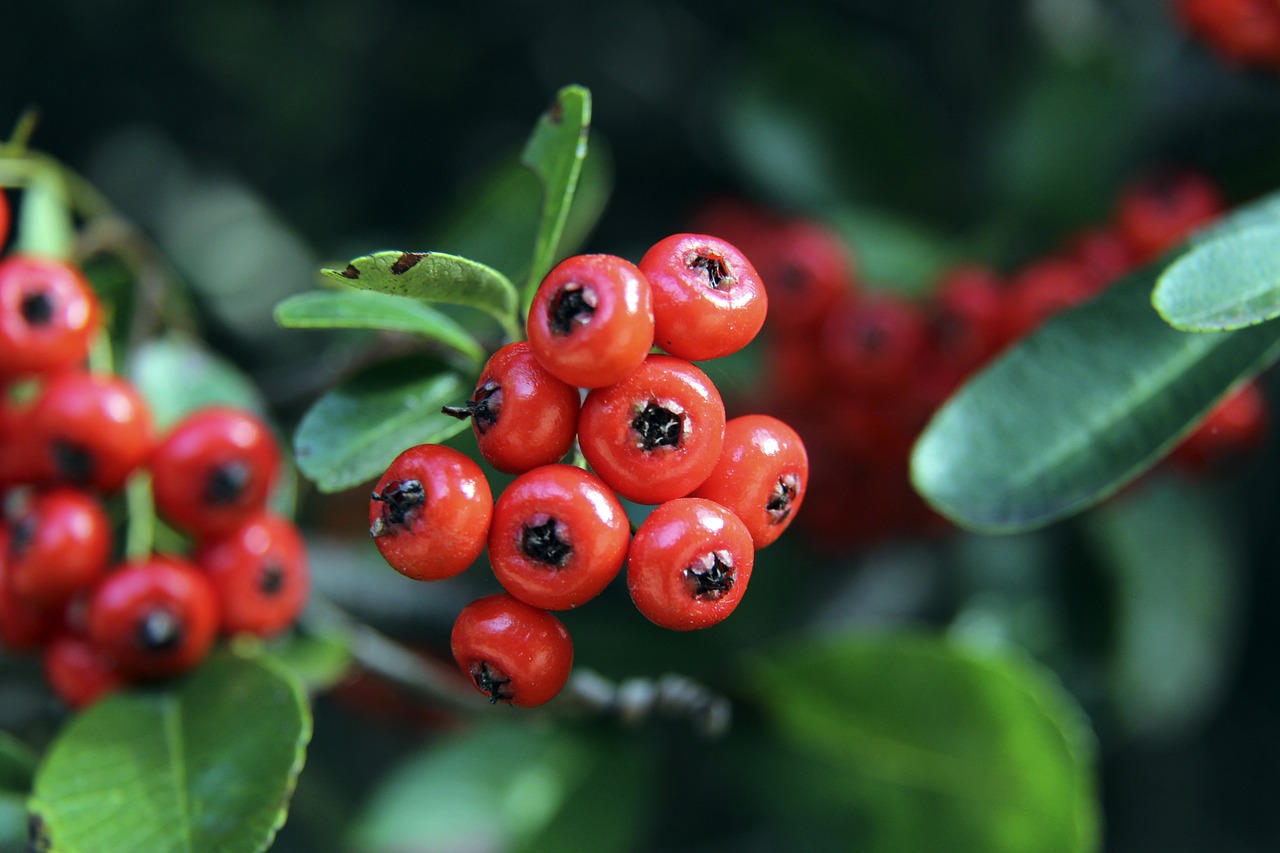 球迷文化与 球迷文化与